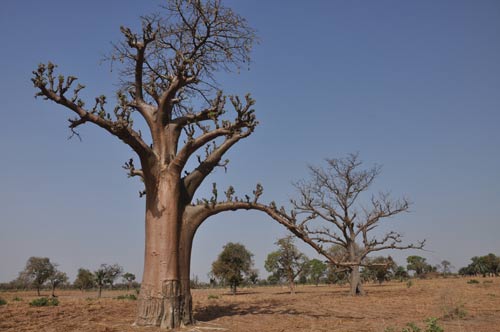 Baobab tree
