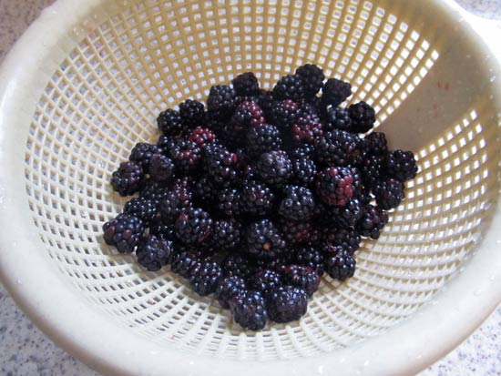 Wild blackberries