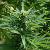 CBD oil, a miracle natural medicine: Everything you need to know cannabis plant