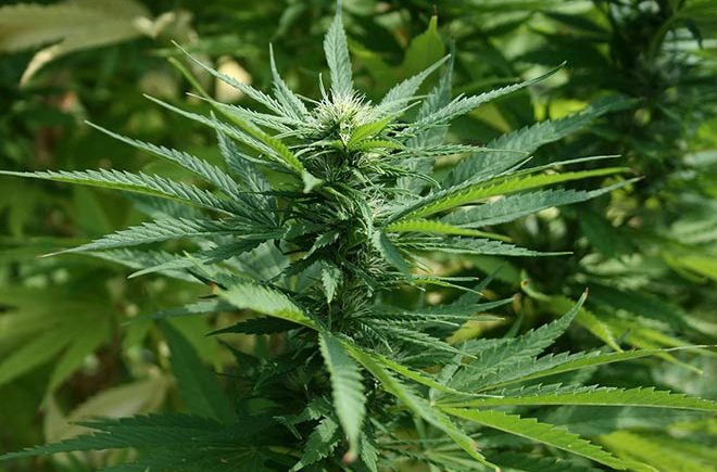 cannabis plant