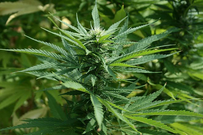 cannabis plant