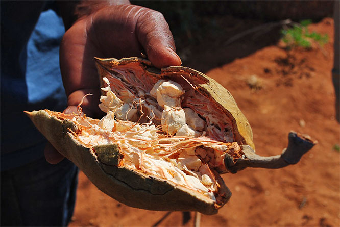baobab fruit