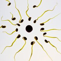 8 Easy Diet & Lifestyle Changes to Help Increase Your Fertility fertility