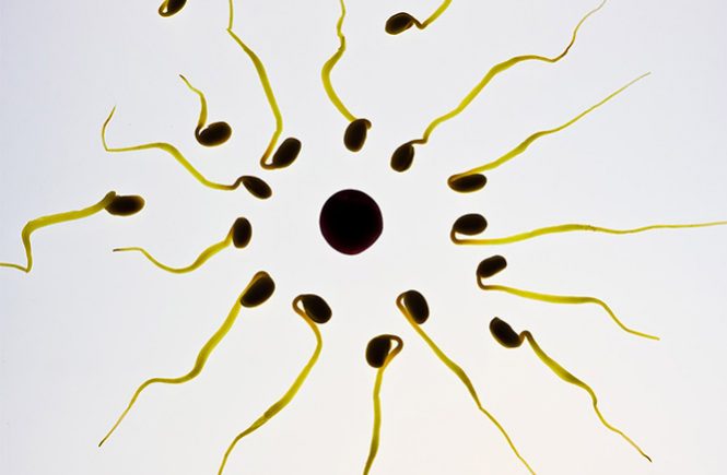 fertility