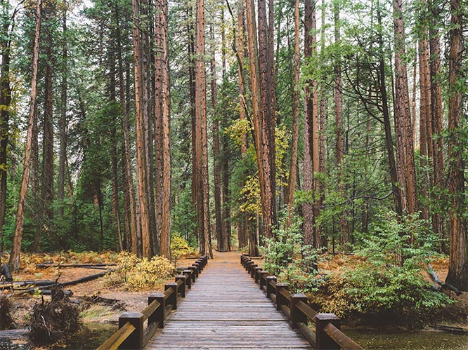 forest