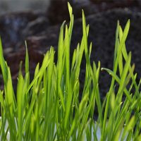 What Is Wheatgrass and Why Is It Beneficial For Health? wheatgrass