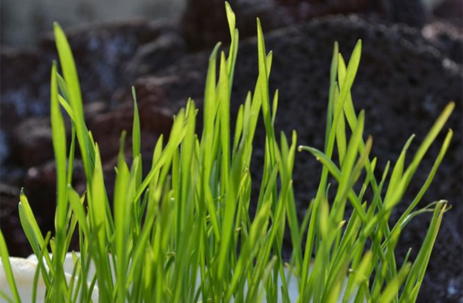 wheatgrass