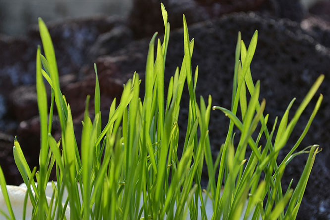 wheatgrass