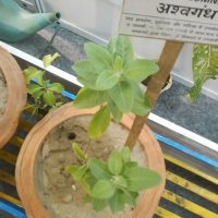 Ashwagandha: Facts, Benefits, Dosage, Side Effects and More Ashwagandha Plant