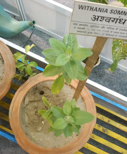 Ashwagandha Plant