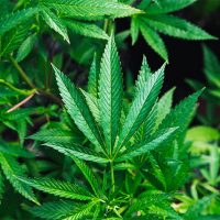 Proven Benefits of CBD oil cannabis plant
