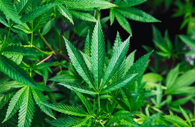 cannabis plant