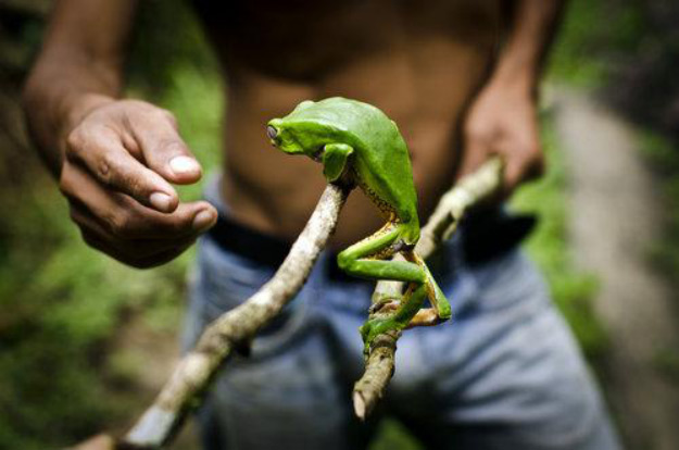 giant monkey frog