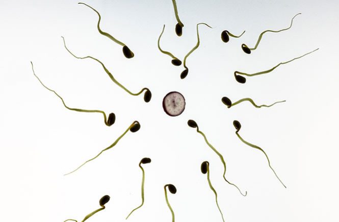 sperm and egg