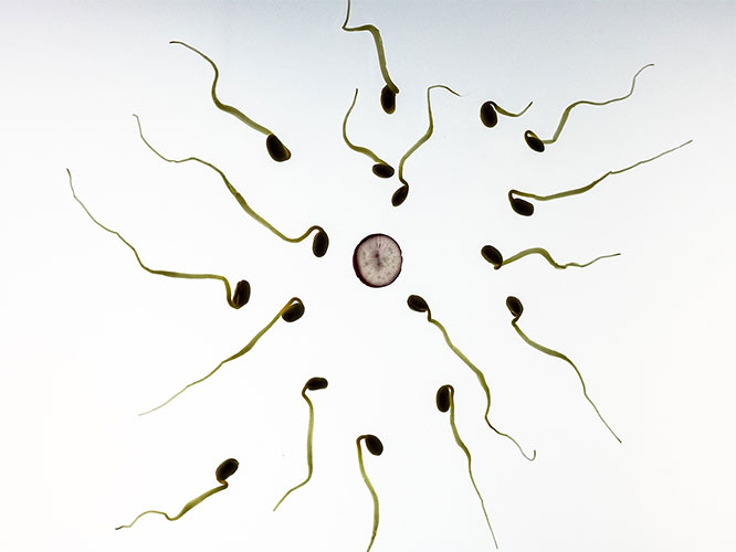 sperm and egg