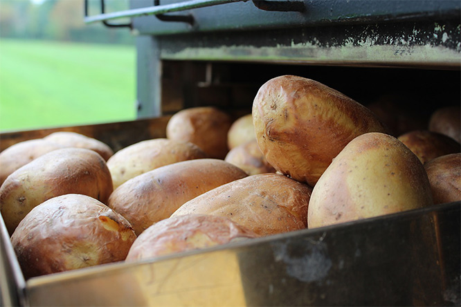 jacket potatoes