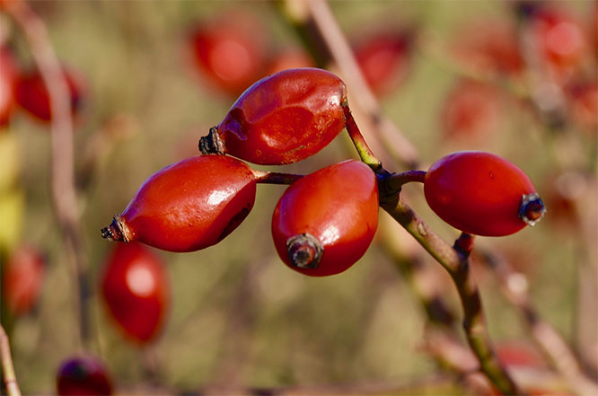 rose hips