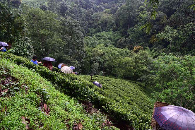Hampstead's Tea Garden