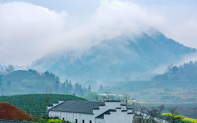 Qiandao Lake Organic Tea Garden