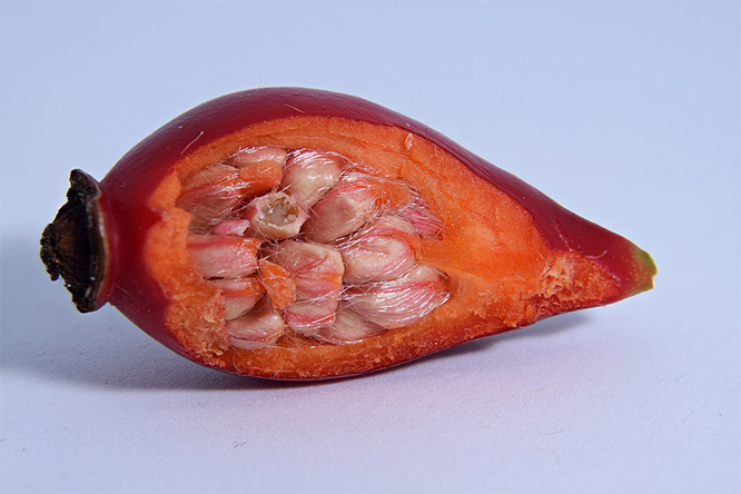 rosehip fruit layers