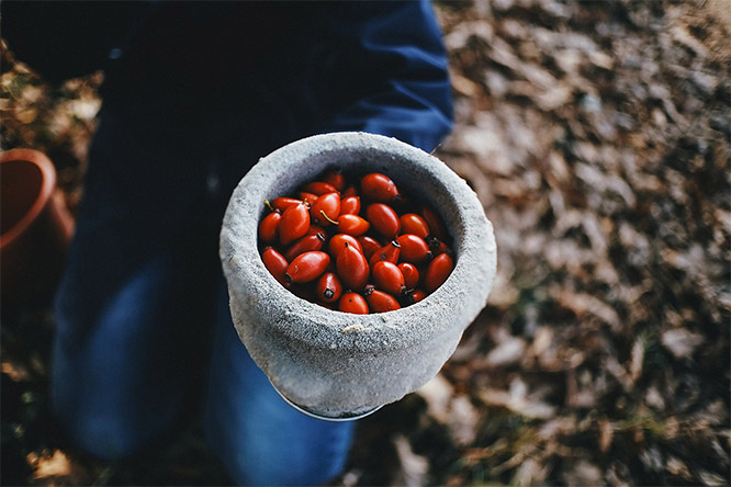 rosehips