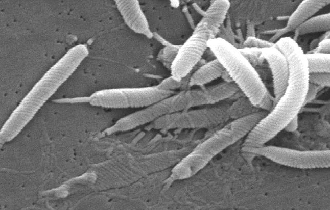 H pylori bacteria