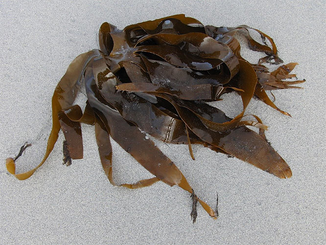 kombu