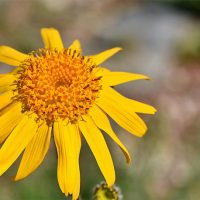 Arnica for Bruises And Contusions: Does it Work? Arnica for Bruises And Contusions: Does it Work?