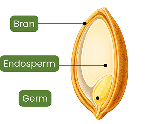 parts of the grain